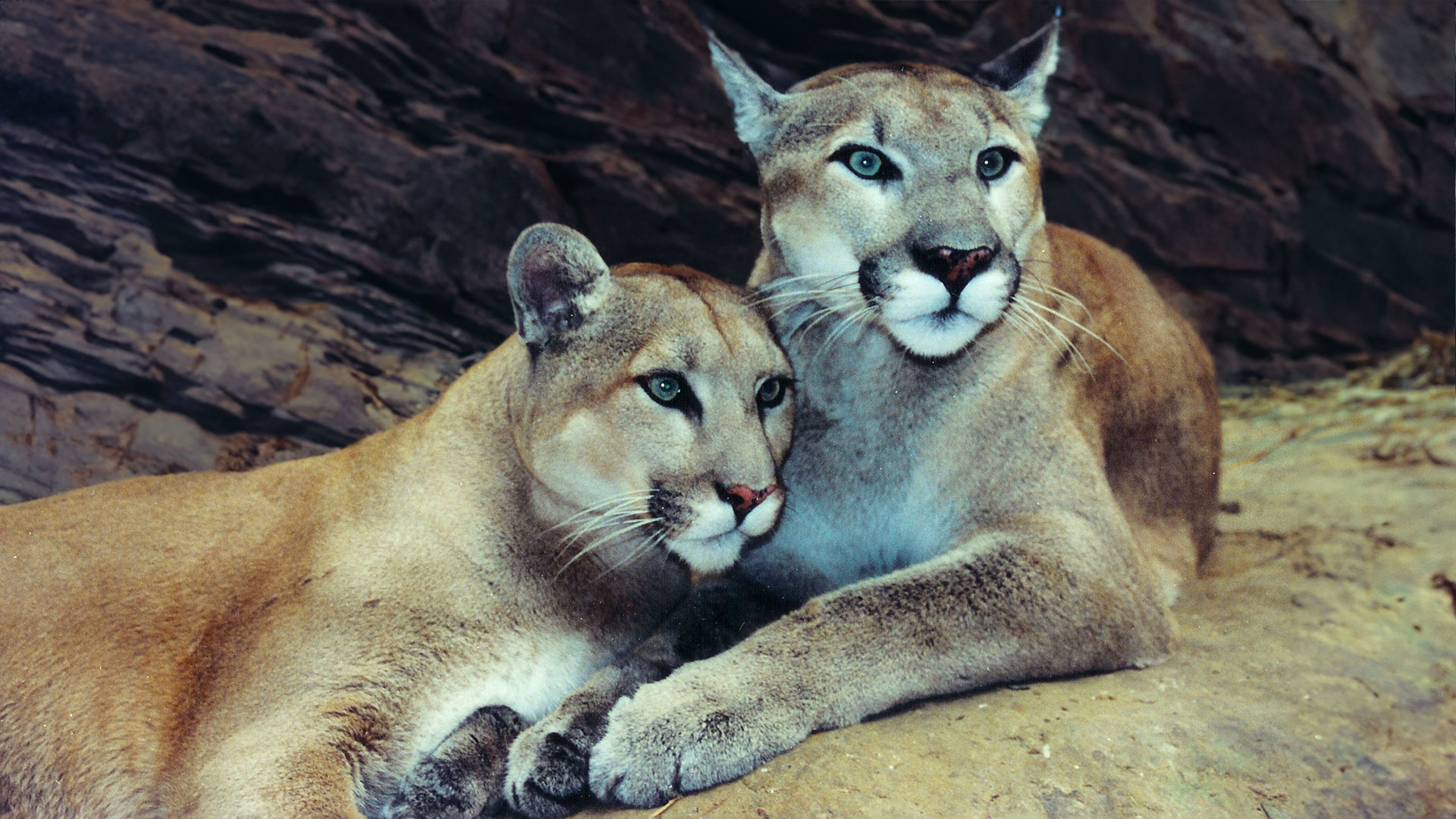 Colorado Ballot Initiative: Help Save Wild Mountain Lions!