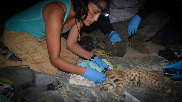Pampas Cat Working Group
