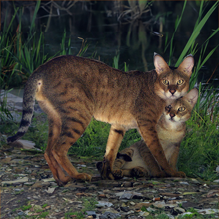 Pair of jungle cats in the reeds by a river